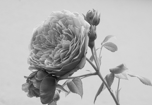 B&W Roses - عرض جميع صور هذا الألبوم B&W Roses