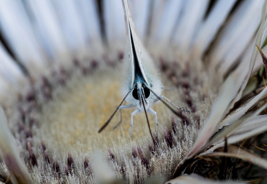 Silbergrüner Bläuling (Polyommatus coridon) auf Silberdistel (Carlina acaulis)