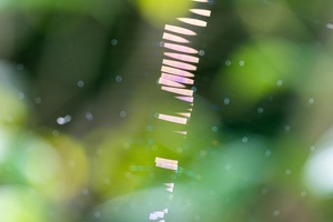 Spinnenchromatographie