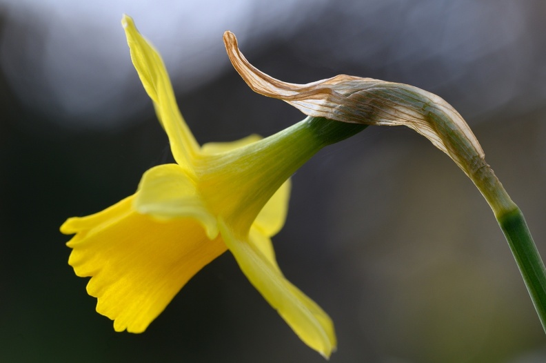 Gelbe Narzisse, Narcissus spec.jpg