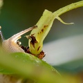 Kartäuserschnecke (Monacha cartusiana).jpg