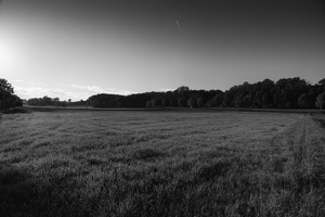 Loneliness