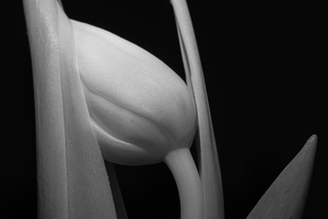 Shyness