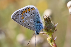 Hauhechel-Bläuling (Polyommatus icarus)