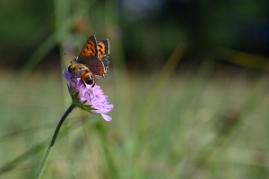 Kleiner Feuerfalter (Lycaena phlaeas) und Mistbiene (Eristalis tenax)