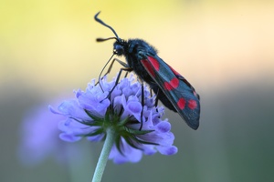 Sechsfleck-Widderchen (Zygaena filipendula)