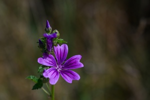 Wilde Malve (Malva sylvestris)