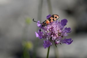 Bergkronwicken-Widderchen (Zygaena fausta)--