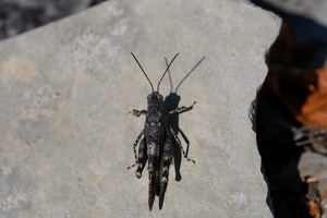 Blauflügelige Ödlandschrecke (Oedipoda caerulescens)