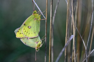  Goldene Acht (Colias hyale)