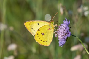 Goldene Acht (Colias hyale)