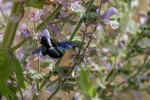 Große Holzbiene (Xylocopa violacea)