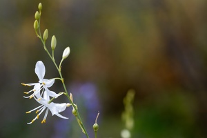Rispige Graslilie (Anthericum ramosum)