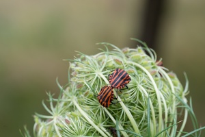 Streifenwanzen (Graphosoma italicum)