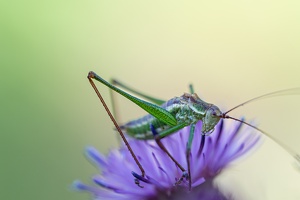 Gestreifte Zartschrecke (Leptophyes albovittata)  ♂