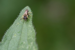 Gewöhnliche Furchenbiene (Lasioglossum calceatum)