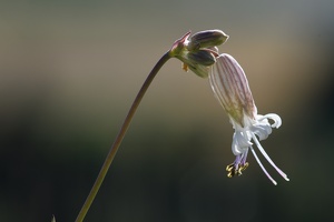 Taubenkropf-Leimkraut (Silene vulgaris)