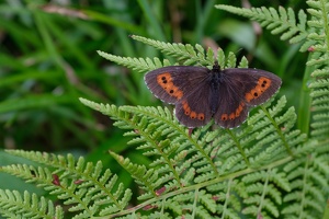 Weißbindiger Mohrenfalter (Erebia ligea)