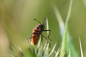 Zimtwanze (Corizus hyoscyami)
