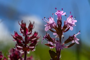 Feld-Thymian (Thymus serpyllum)