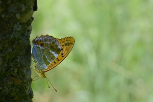 Kaisermantel (Argynnis paphia)