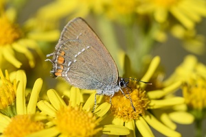 Kleiner Schlehen-Zipfelfalter (Satyrium acaciae)