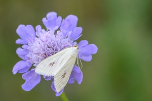 Möhrenzünsler (Sitochroa palealis)