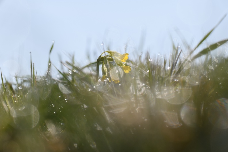 Echte Schlüsselblume (Primula veris).jpg