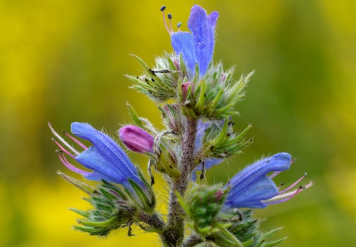 Blauer Natternkopf (Echium vulgare)
