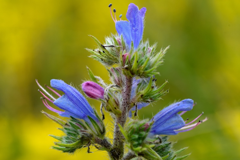 Blauer Natternkopf (Echium vulgare).jpg