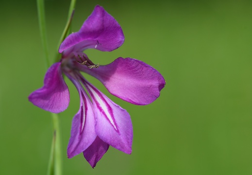 Sumpf-Siegwurz (Gladiolus palustris)