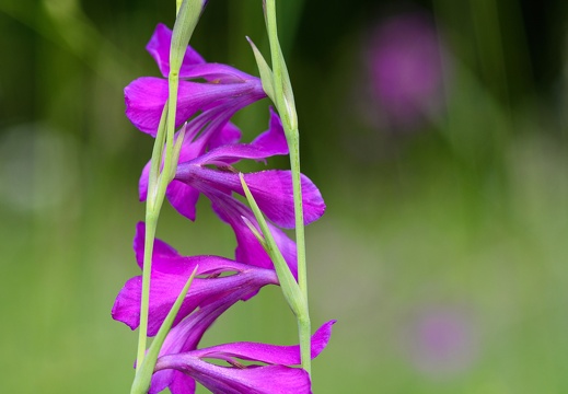 Sumpf-Siegwurz (Gladiolus palustris)-2