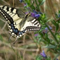 Schwalbenschwanz (Papilio machaon).jpg