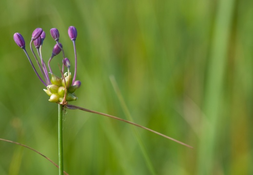 Gekielter Lauch (Allium carinatum)