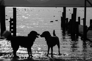 Dog love