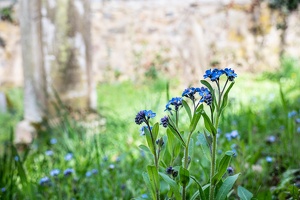 Floß - Alter jüdischer Friedhof (memories)