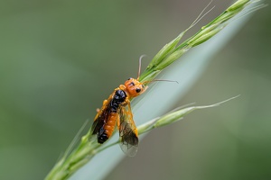 Gespinstblattwespe (Pamphilius betulae)
