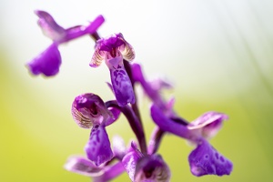 Kleines Knabenkraut (Anacamptis morio)