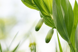 Echtes Salomonssiegel (Polygonatum odoratum)