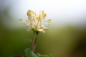Heckenkirsche, Geißblatt (Lonicera spec.)