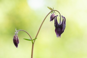 Schwarzviolette Akelei (Aquilegia atrata)