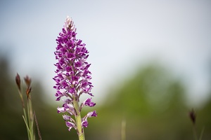 Helm-Knabenkraut (Orchis militaris)-2