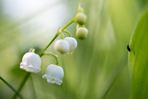 Maiglöckchen (Convallaria majalis)