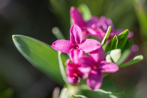 Rosmarin-Seidelbast (Daphne cneorum)