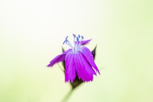 Karthäusernelke (Dianthus carthusianorum)