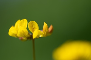 Gewöhnlicher Hufeisenklee (Hippocrepis comosa)
