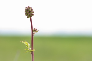 Kleiner Wiesenknopf (Sanguisorba minor) vor der Blüte