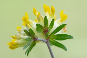 Echter Wundklee (Anthyllis vulneraria)