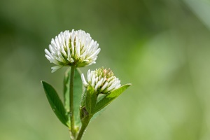 Berg-Klee (Trifolium montanum)