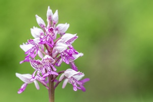 Helm-Knabenkraut (Orchis militaris)